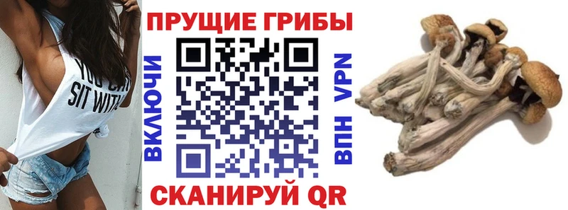 что такое наркотик  Лесной  Галлюциногенные грибы мицелий 